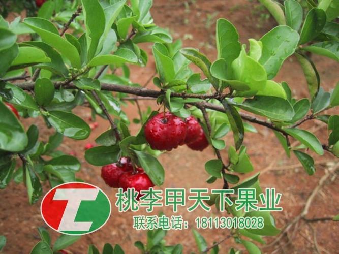 车厘子树修剪 车厘子树种.商品大图