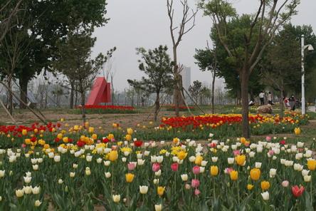 沈阳长白岛公园郁金香花香四溢