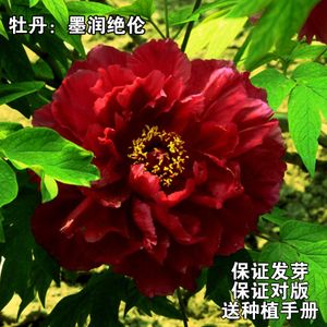 [墨润绝伦]正宗菏泽京城黑牡丹花苗大苗盆栽庭院观赏富贵大王洛阳