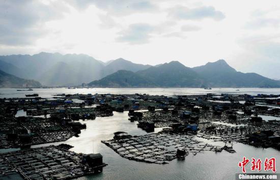 资料图:中国最大的大黄鱼育苗养殖基地福建宁德三都澳"海上田园" 刘可