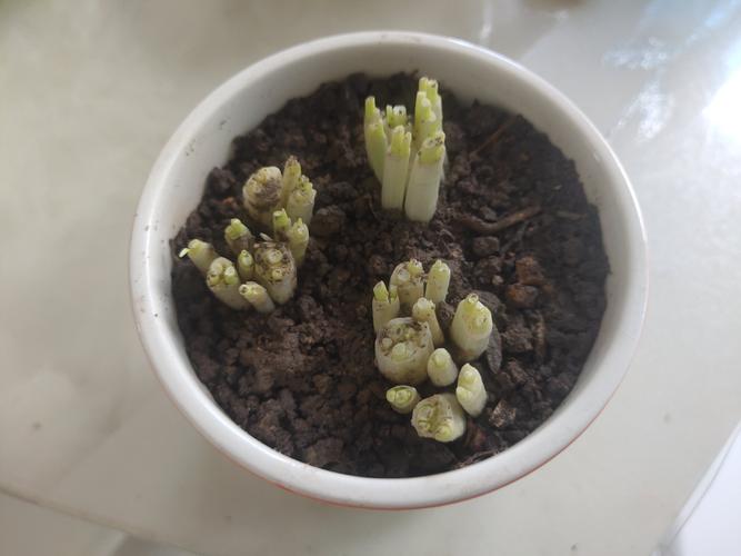 小葱生长记录表