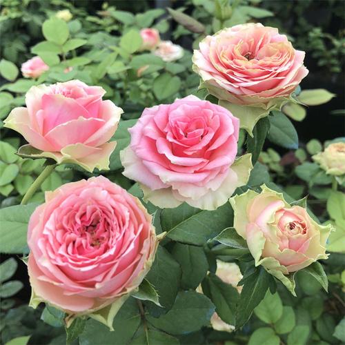 火龙果比特哈雅月季花苗多花月季新品月季花花卉阳台切花盆栽