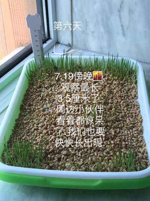 我的水培小麦