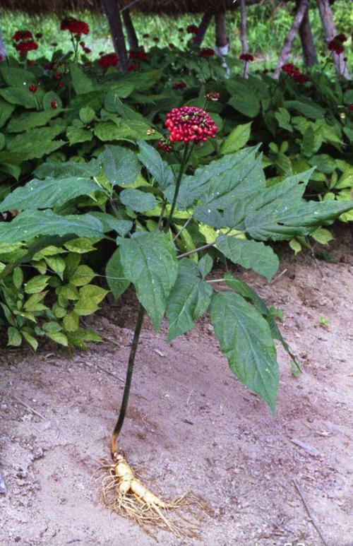 百草园之—人参