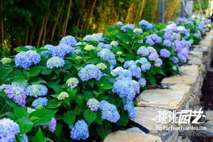 珧珧园艺 满38包邮 盆栽大花绣球八仙花无尽夏花苗 12cm盆1株