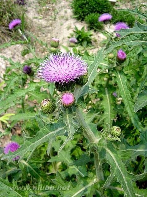 常见野草图片及名称路边野草花名称图片