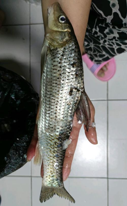 湖北十堰一河道出现大量花骨鱼,钓鱼人:水面一大群,肉眼可见