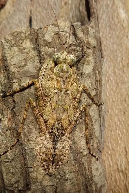 螳螂目·怪足螳总科:怪螳