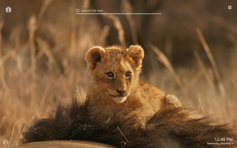 lionshdwallpapernewtabtheme狮子高清壁纸新标签主题chrome扩展插件