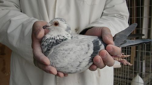 信鸽特征