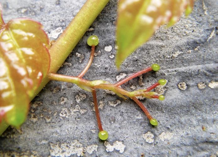 《爬山虎的脚》用课文说一说爬山虎是怎样往上爬的?