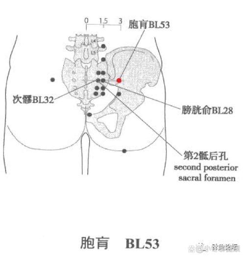 胞盲,经穴名.出自《针灸甲乙经》