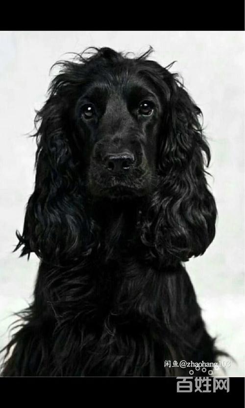 宝清宠物 宝清狗狗 宝清可卡犬  1/5