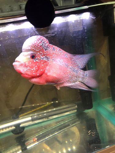 脱肛了吗? - 罗汉鱼玩家 - 龙巅罗汉鱼