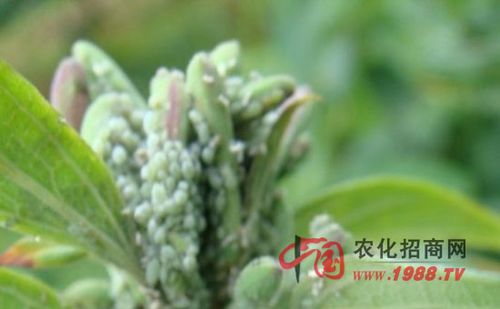 金银花白绢病该怎么防治?