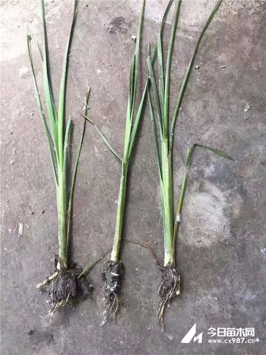 供应香蒲香蒲苗价格香蒲小苗水生香蒲