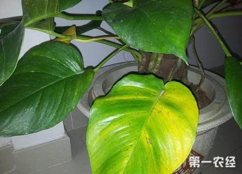 绿萝叶子发黄是什么原因?绿萝浇水不当是关键