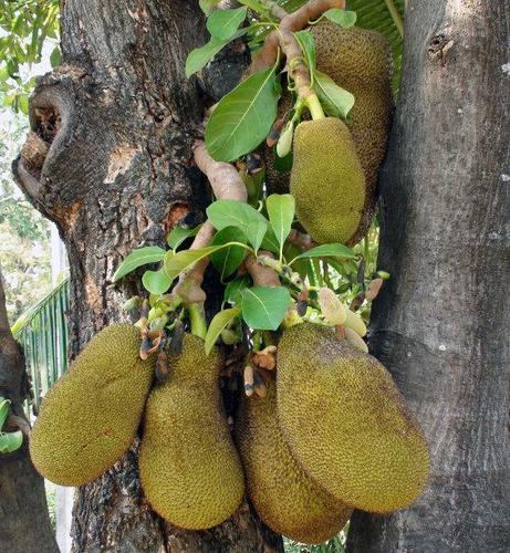 了解菠萝蜜的生长需求,及时修剪和疏果,科学防治病虫害