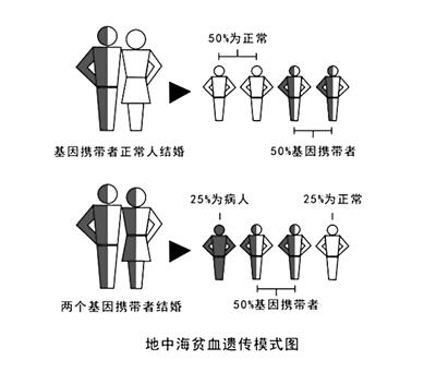 地中海贫血遗传模式图