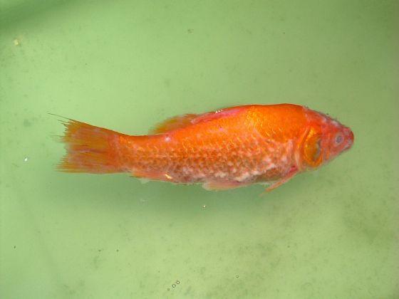  p>白点病的病原是由 a target="_blank" href="/item/原生动物">原生