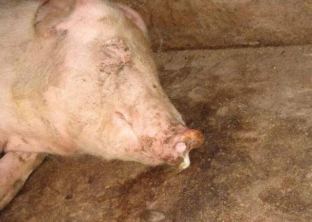 家里的猪流鼻涕是什么原因?其实"病"不简单,不一定就是感冒