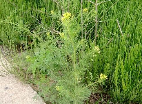 小麦里的杂草麦蒿能吃吗有没有营养