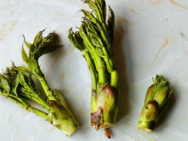 东北的这个山野菜被称为"山野菜之王",比香椿好吃,外地吃不到