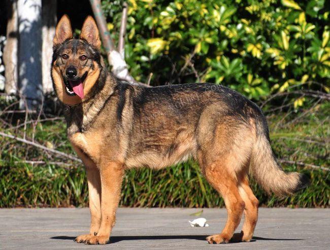 有马里努阿犬,昆明犬,德国牧羊犬等等