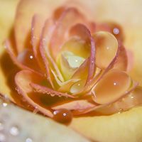 玫瑰头像图片大全唯美【点击鼠标右键下载】