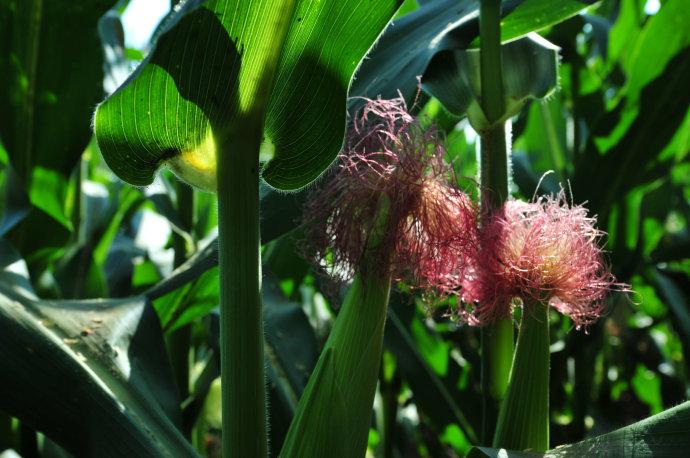 玉米林中,两朵玉米花正在绽放,一缕阳光投射下来,玫瑰红的花丝在暗