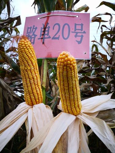 玉米品种展示