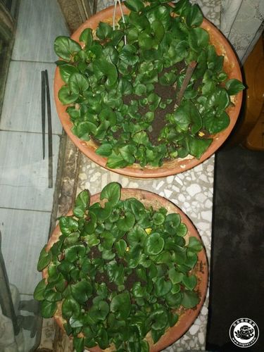 我是个吃货花盆都种草吃了
