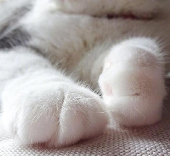养着这样一只白白的小猫仔,粉粉的肉垫垫,萌爪爪,度过