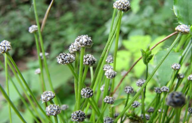 谷精草图片_百草录
