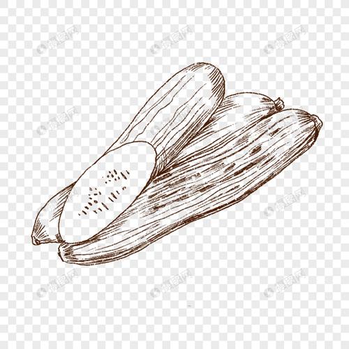 小黄瓜蔬菜水果线描新鲜美味手绘插画