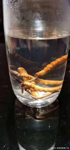 冬虫夏草断草营养会被折扣吗?「燕之林解说」