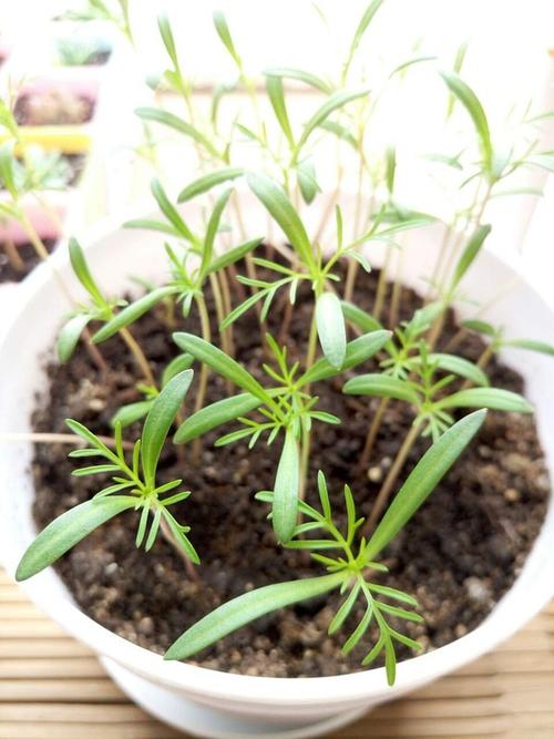 波斯菊的成长日记(^o^)