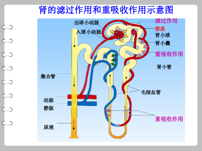 肾小球的滤过作用肾小管的重吸收作用