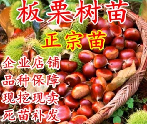 大红袍板栗苗 山东基地直发 嫁接苗 保证品种