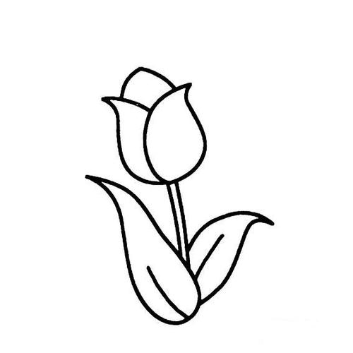 郁金香花简单画法4