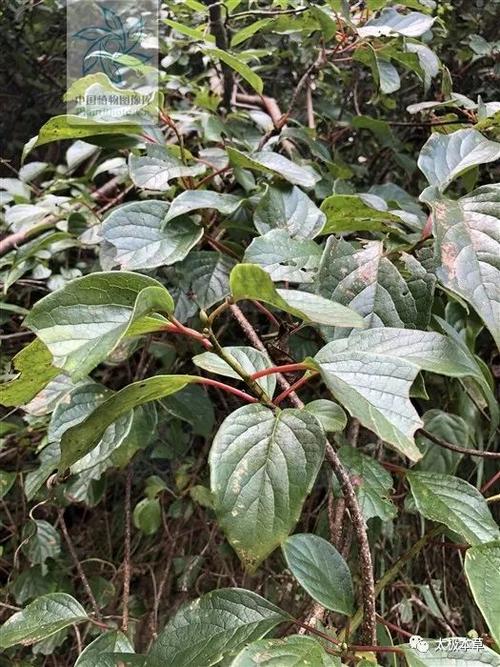 紫金血藤,见过吗?祛风除湿,活血止血.治风湿痹痛,金疮肿毒