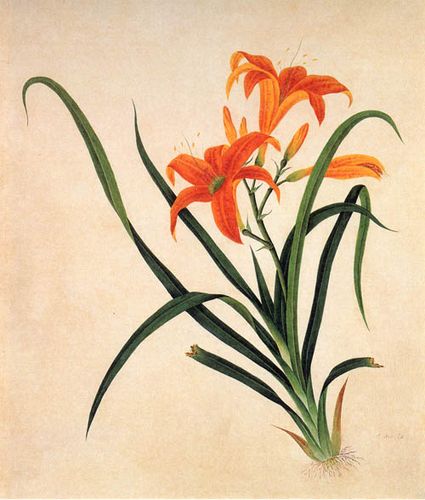 萱草花折纸教程