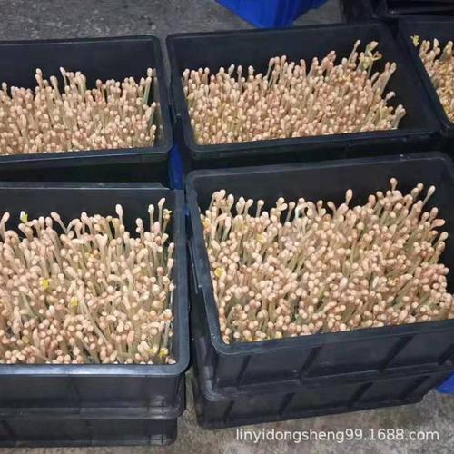 水培花生育苗穴盘塑料箱花生苗种植筐豆芽筐花生芽育苗箱