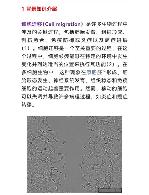 细胞划痕实验全解析:操作与数据解读
