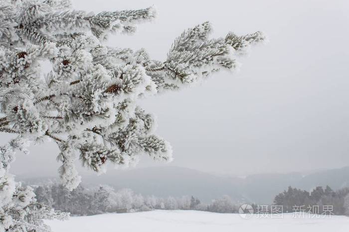 在松树的枝条上结冰.农村的早晨很冷.捷克的乡村景观在冬季.雪山林