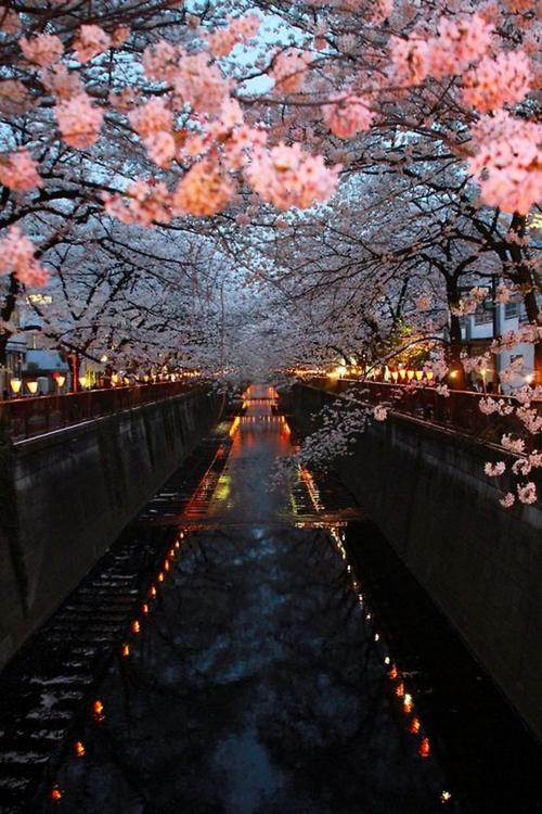 风景樱花夜景小路