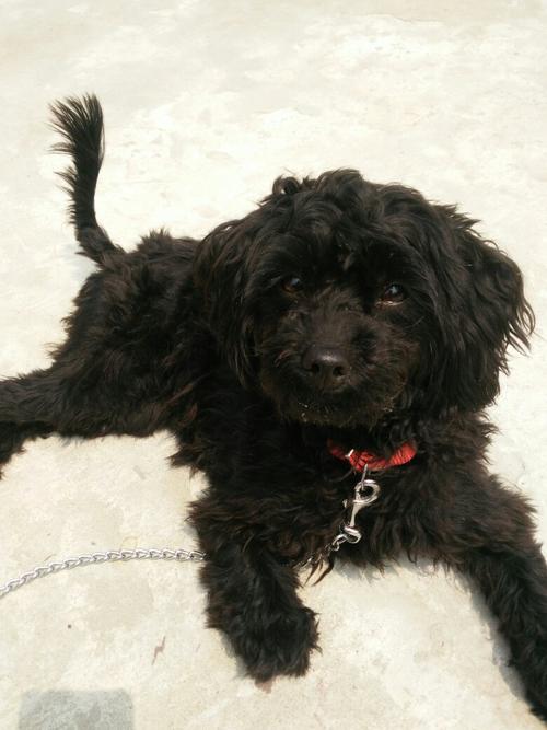 黑色卷毛狗不知道是什么狗