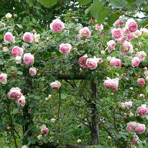 欧月自由精神爬藤攀援月季月季花花苗玫瑰盆栽花卉
