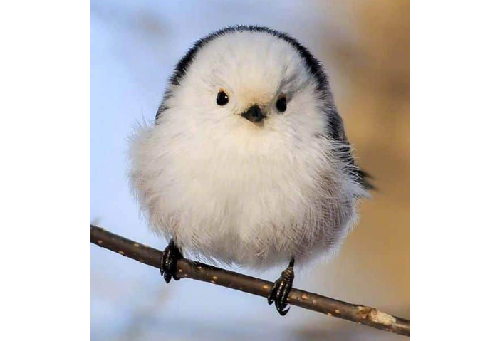 世界十大最圆的动物 每一个都可爱到爆,你都见过吗