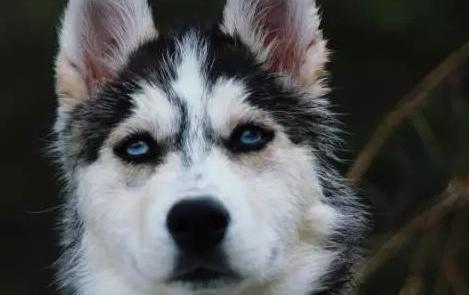 这只狗真的是哈士奇!就是脸有点黑而已,哈哈哈笑喷了